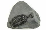 Short Trident Walliserops Trilobite - Top Quality Example #244127-4